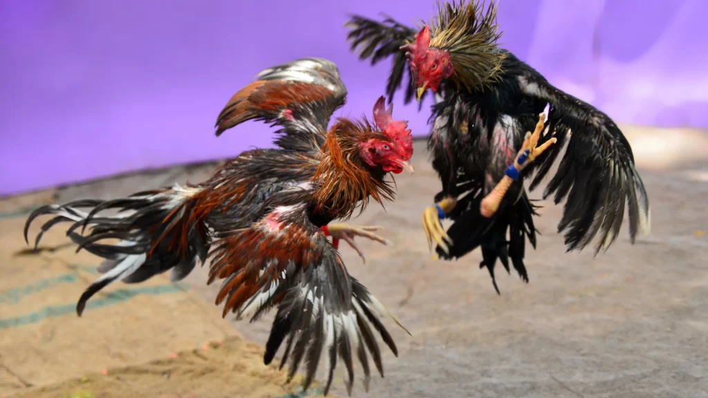 Slotvip cockfight